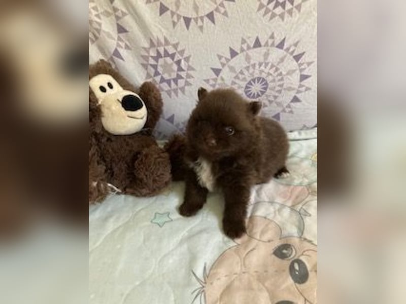 Zauberhaftes echtes Pomeranian schoko Bärchen mit Ahnentafel