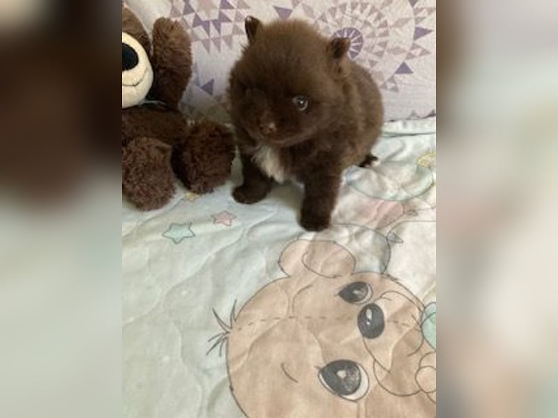 Zauberhaftes echtes Pomeranian schoko Bärchen mit Ahnentafel