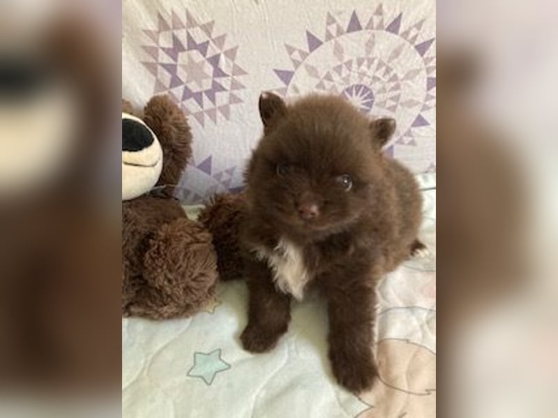 Zauberhaftes echtes Pomeranian schoko Bärchen mit Ahnentafel