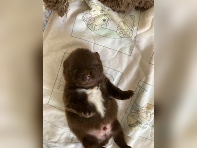 Zauberhaftes echtes Pomeranian schoko Bärchen mit Ahnentafel