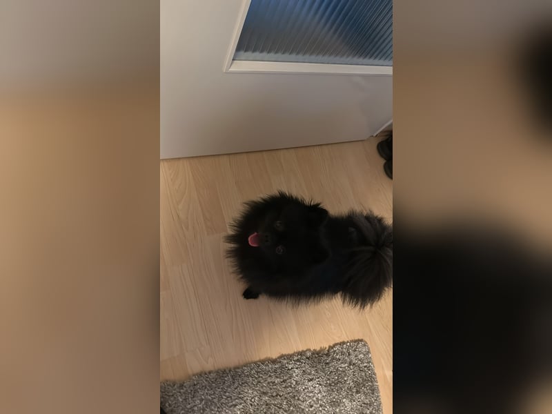 Rüden – Pomeranian / Zwergspitz Mix