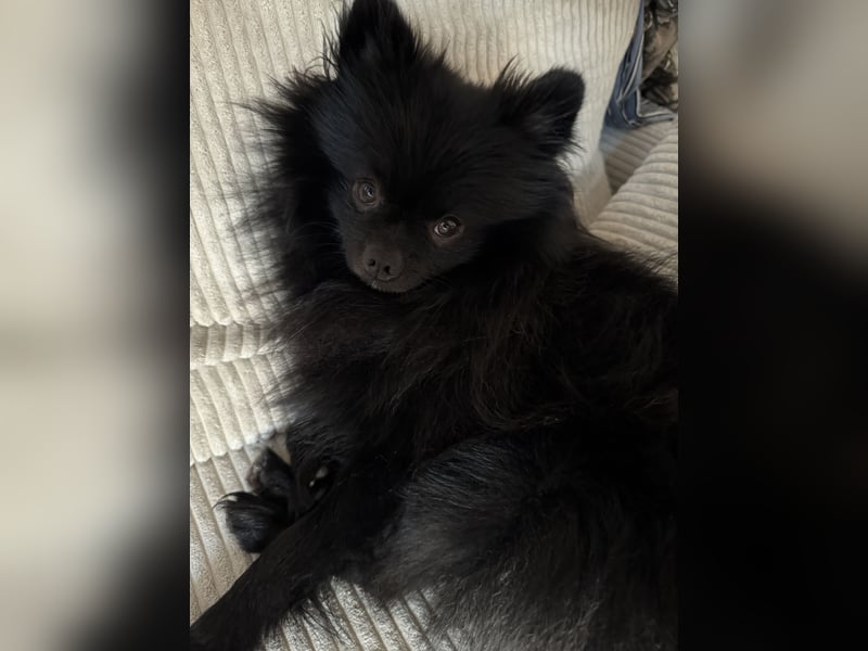 Rüden – Pomeranian / Zwergspitz Mix