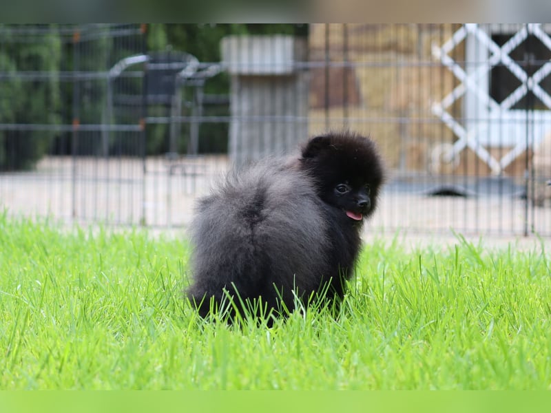 Wunderschöne Pomeranian / Deutscher Zwergspitz Rüden zu verkaufen
