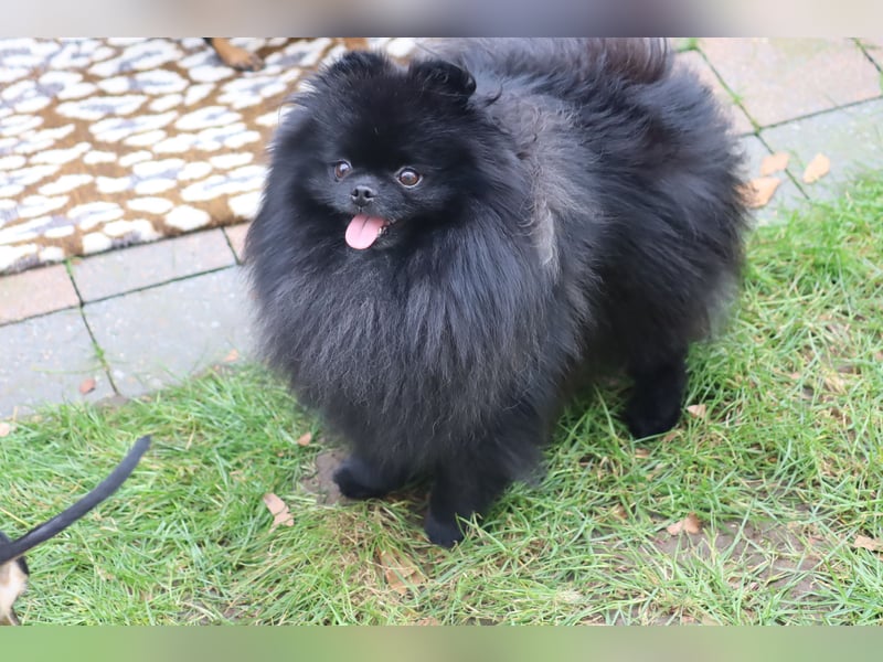 Fantastischer Pomeranian / Zwergspitz Deckrüde (Kein Verkauf)