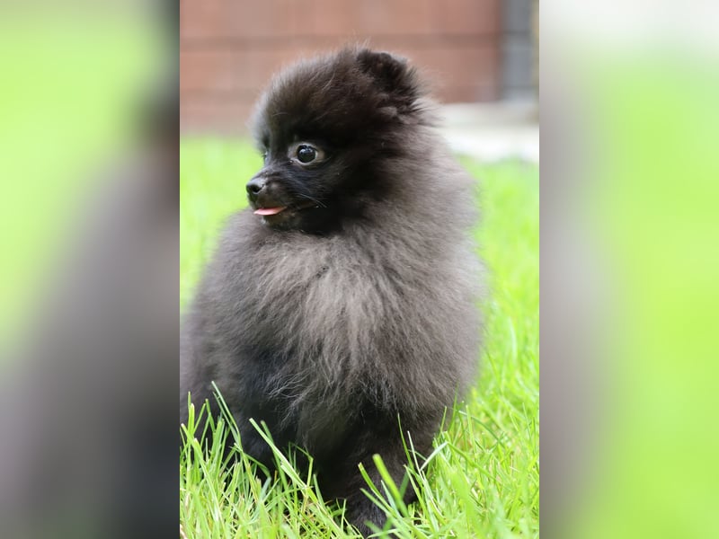 Wunderschöne Pomeranian / Deutscher Zwergspitz Rüden zu verkaufen