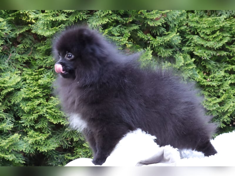 Wunderschöne Pomeranian / Deutscher Zwergspitz Rüden zu verkaufen