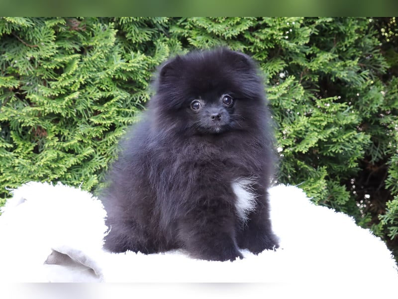 Wunderschöne Pomeranian / Deutscher Zwergspitz Rüden zu verkaufen
