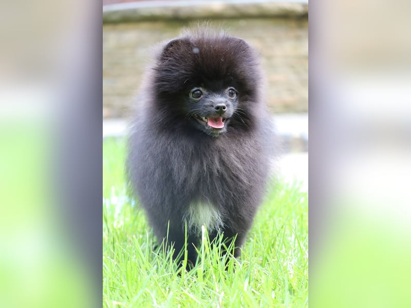 Wunderschöne Pomeranian / Deutscher Zwergspitz Rüden zu verkaufen