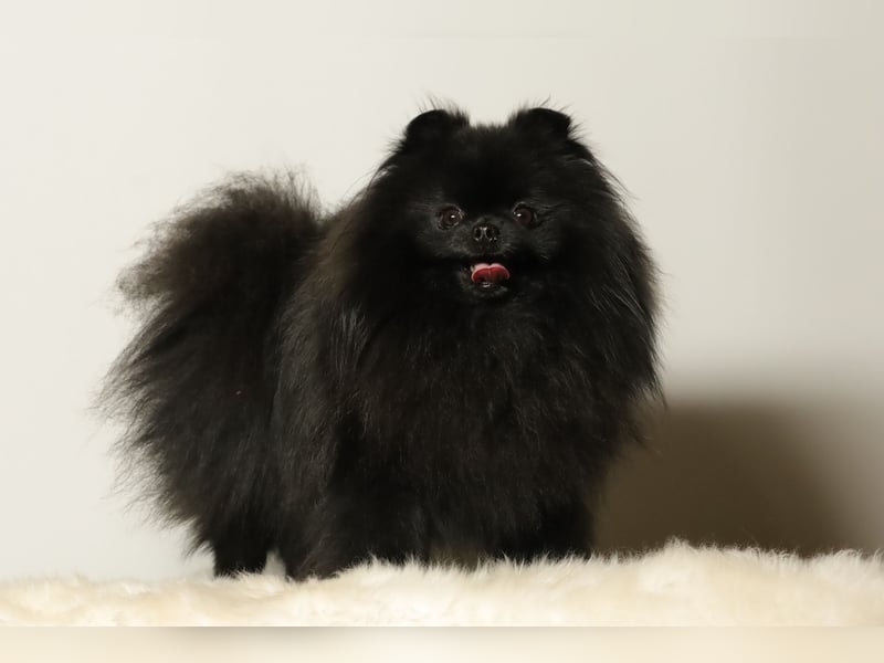 Fantastischer Pomeranian / Zwergspitz Deckrüde (Kein Verkauf)