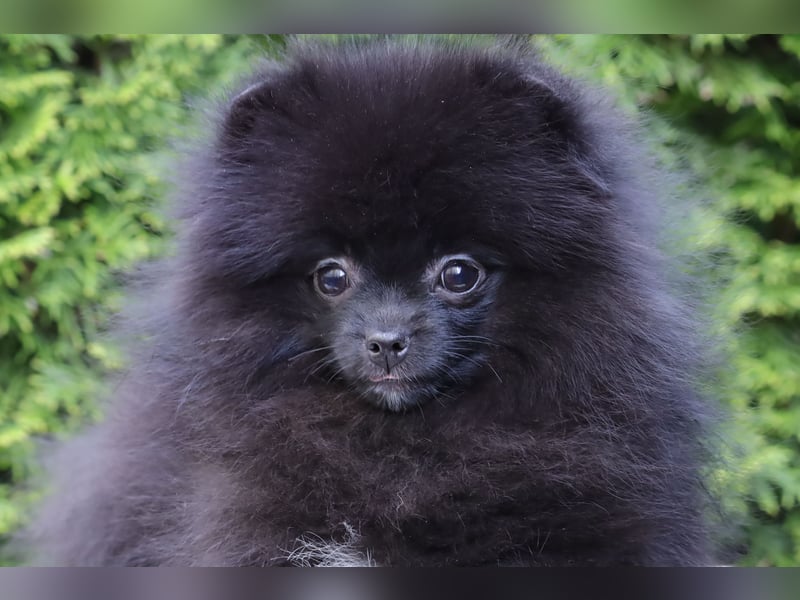 Wunderschöne Pomeranian / Deutscher Zwergspitz Rüden zu verkaufen