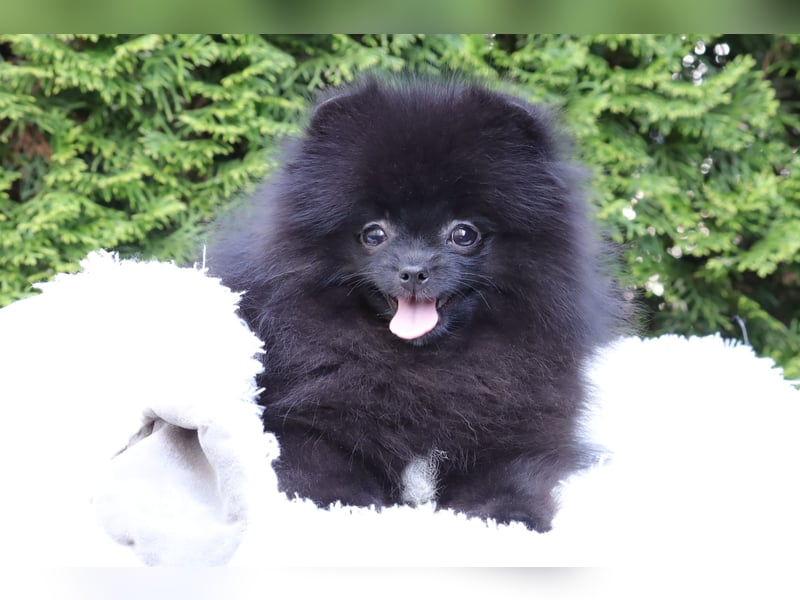 Wunderschöne Pomeranian / Deutscher Zwergspitz Rüden zu verkaufen