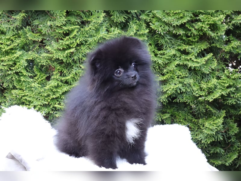 Wunderschöne Pomeranian / Deutscher Zwergspitz Rüden zu verkaufen