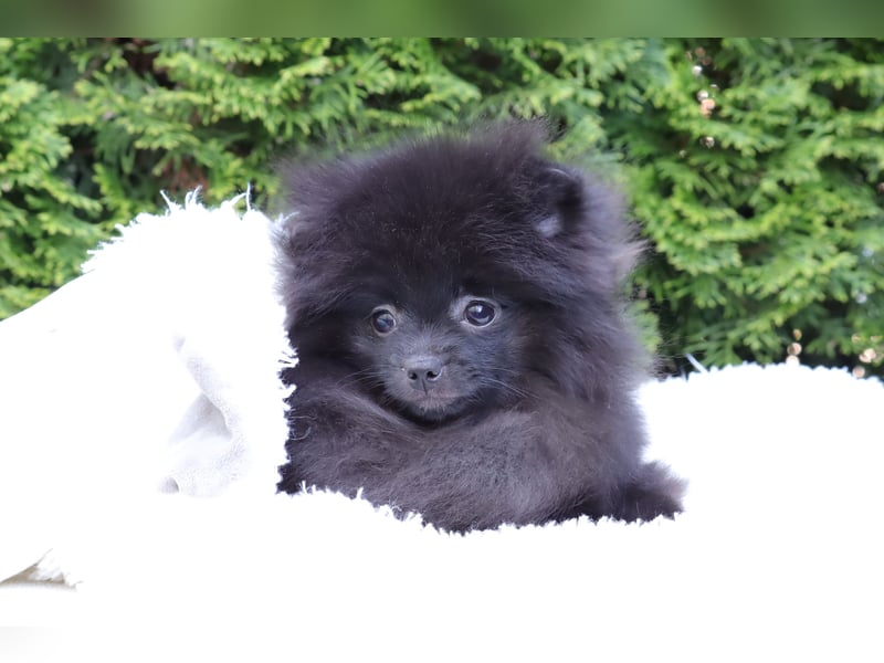 Wunderschöne Pomeranian / Deutscher Zwergspitz Rüden zu verkaufen
