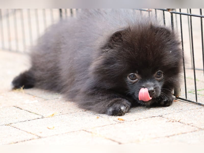 Wunderschöne Pomeranian / Deutscher Zwergspitz Rüden zu verkaufen
