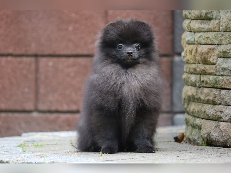 Wunderschöne Pomeranian / Deutscher Zwergspitz Rüden zu verkaufen