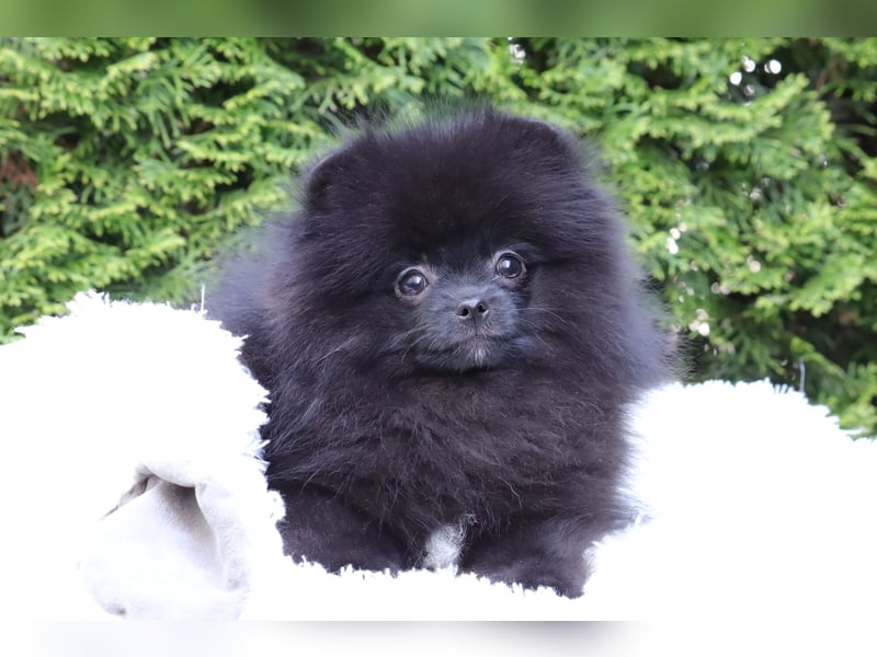 Wunderschöne Pomeranian / Deutscher Zwergspitz Rüden zu verkaufen