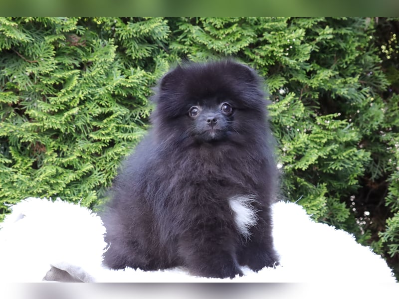 Wunderschöne Pomeranian / Deutscher Zwergspitz Rüden zu verkaufen