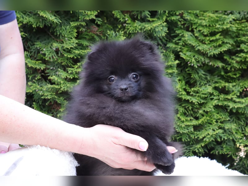 Wunderschöne Pomeranian / Deutscher Zwergspitz Rüden zu verkaufen