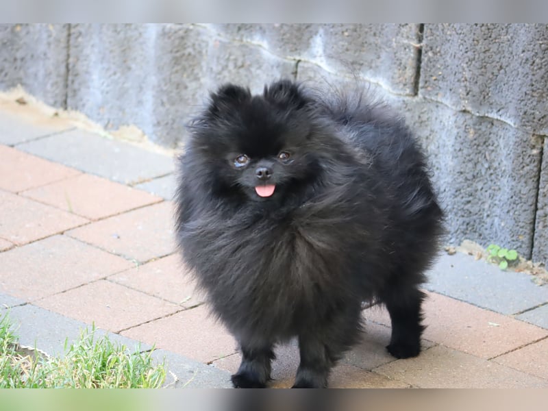 Fantastischer Pomeranian / Zwergspitz Deckrüde (Kein Verkauf)