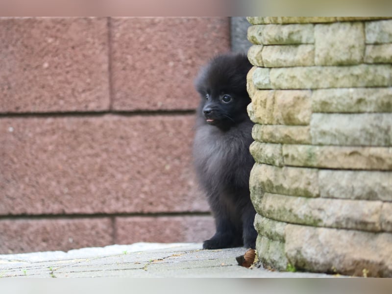 Wunderschöne Pomeranian / Deutscher Zwergspitz Rüden zu verkaufen