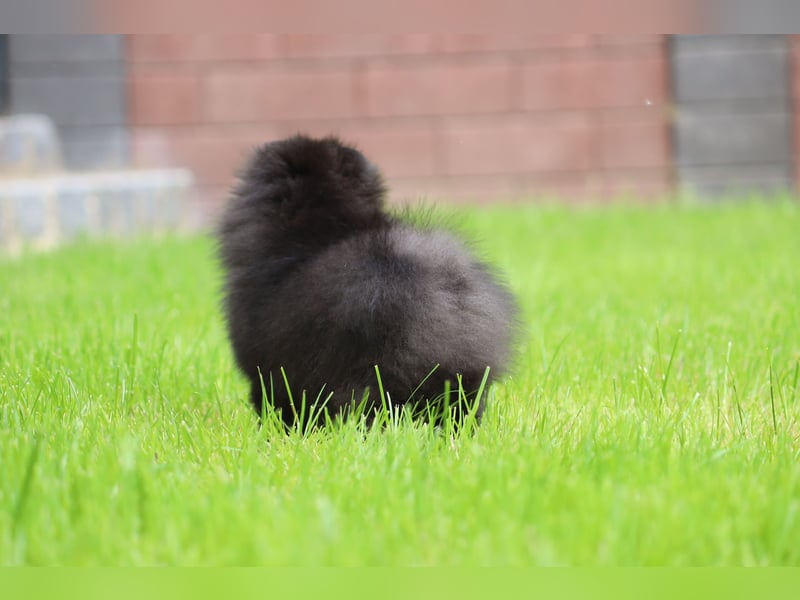 Wunderschöne Pomeranian / Deutscher Zwergspitz Rüden zu verkaufen
