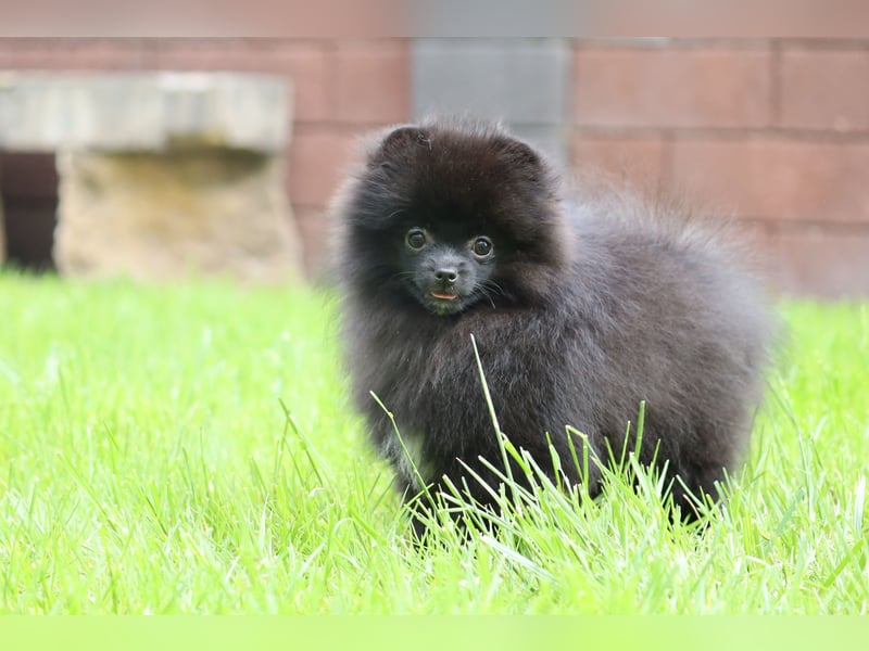 Wunderschöne Pomeranian / Deutscher Zwergspitz Rüden zu verkaufen