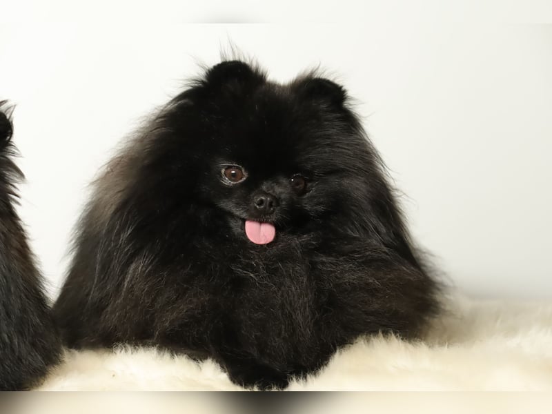 Fantastischer Pomeranian / Zwergspitz Deckrüde (Kein Verkauf)
