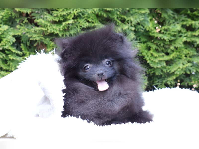 Wunderschöne Pomeranian / Deutscher Zwergspitz Rüden zu verkaufen