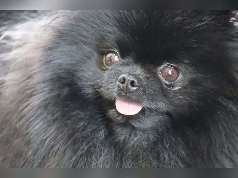 Fantastischer Pomeranian / Zwergspitz Deckrüde (Kein Verkauf)