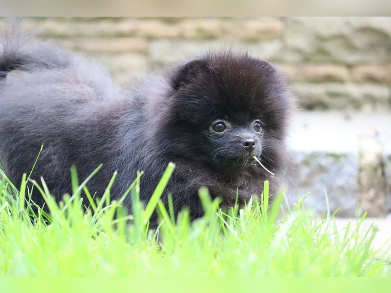 Wunderschöne Pomeranian / Deutscher Zwergspitz Rüden zu verkaufen