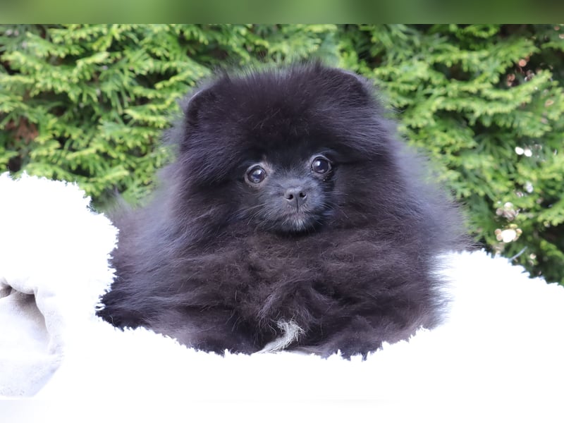 Wunderschöne Pomeranian / Deutscher Zwergspitz Rüden zu verkaufen