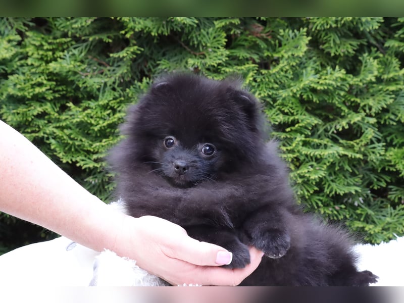 Wunderschöne Pomeranian / Deutscher Zwergspitz Rüden zu verkaufen