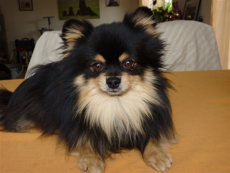 Pomeranian / Zwergspitz Rüde deckt vereinsfrei