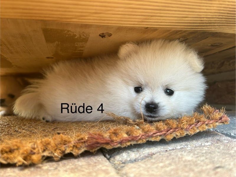 Pomeranian Zwergspitz Welpe