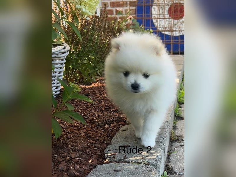 Pomeranian Zwergspitz Welpe
