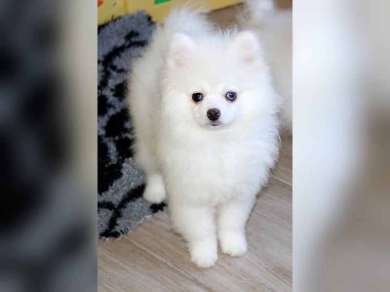 Zwei kleine Eisbären Zwergspitz Pomeranian suchen Kuschelpartner