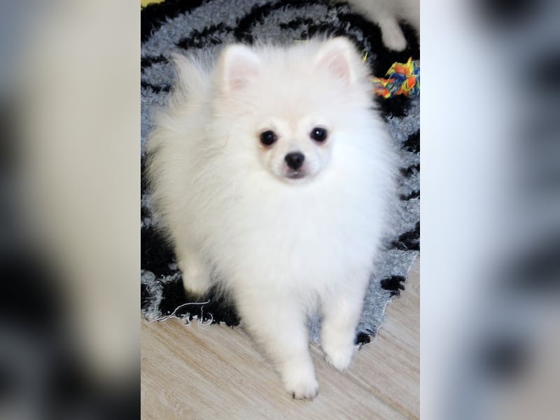 Zwei kleine Eisbären Zwergspitz Pomeranian suchen Kuschelpartner