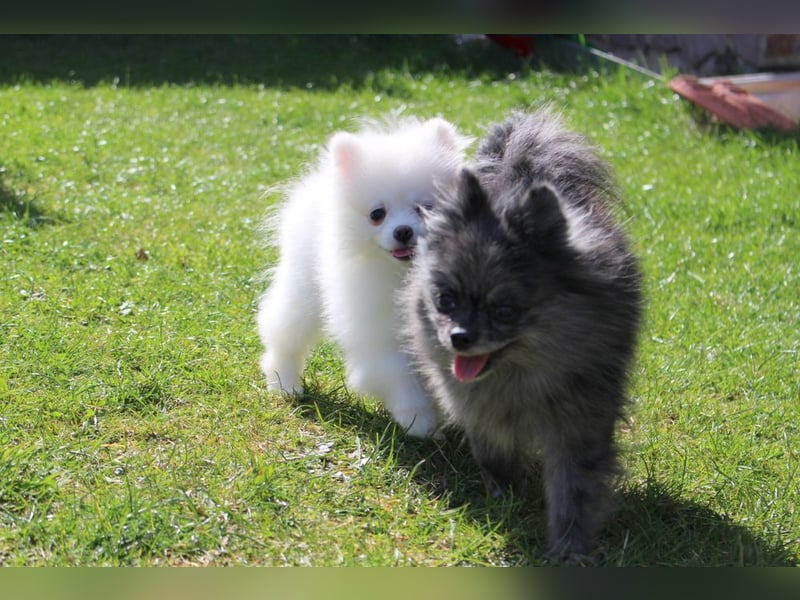 Zwei kleine Eisbären Zwergspitz Pomeranian suchen Kuschelpartner