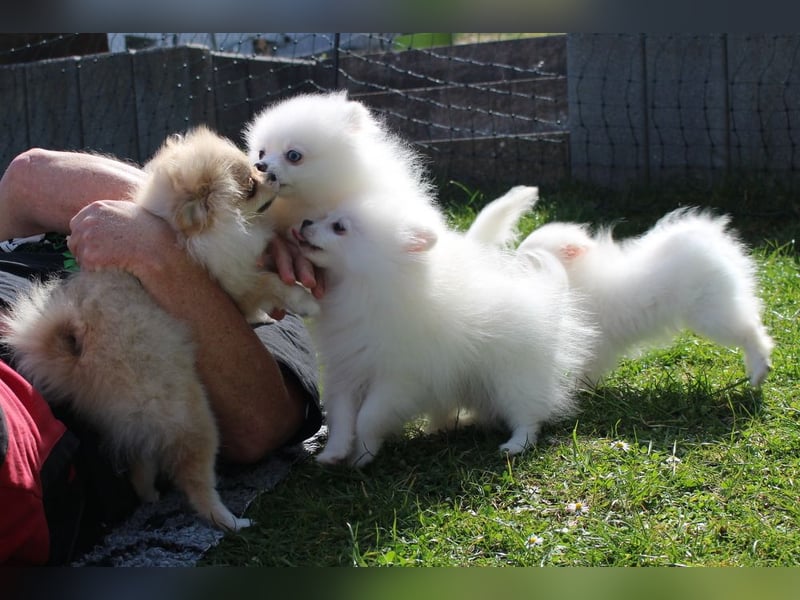 Zwei kleine Eisbären Zwergspitz Pomeranian suchen Kuschelpartner