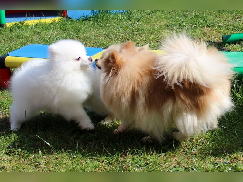 Zwei kleine Eisbären Zwergspitz Pomeranian suchen Kuschelpartner