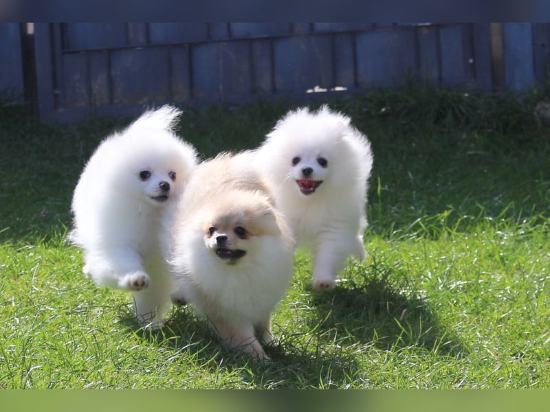 Zwei kleine Eisbären Zwergspitz Pomeranian suchen Kuschelpartner