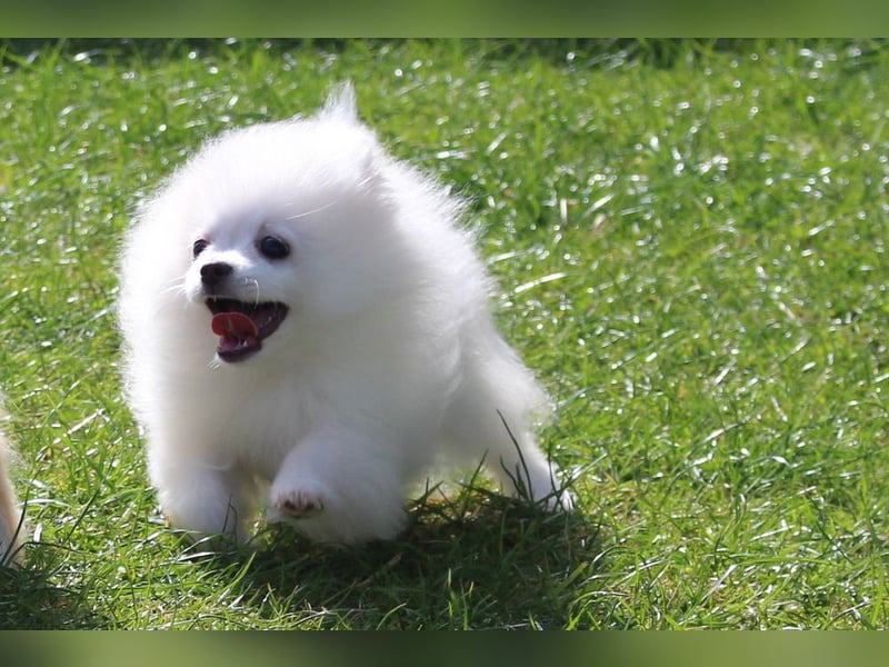 Zwei kleine Eisbären Zwergspitz Pomeranian suchen Kuschelpartner