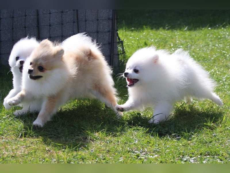 Zwei kleine Eisbären Zwergspitz Pomeranian suchen Kuschelpartner