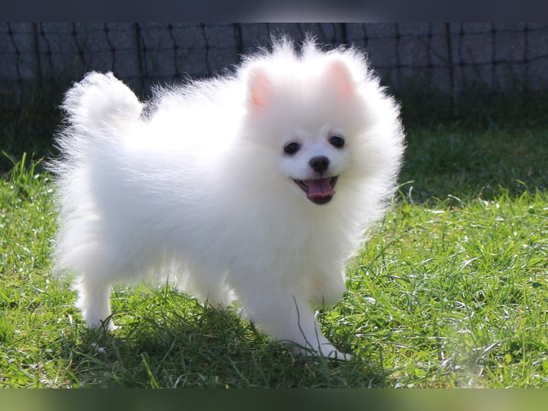 Zwei kleine Eisbären Zwergspitz Pomeranian suchen Kuschelpartner