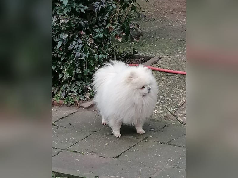 Reinrassige Pomeranian Zwergspitz Welpen