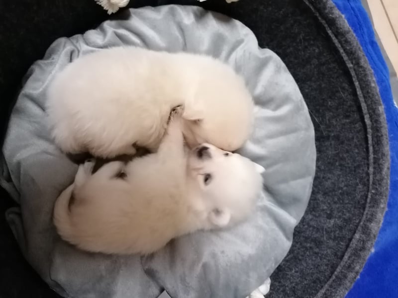 Reinrassige Pomeranian Zwergspitz Welpen