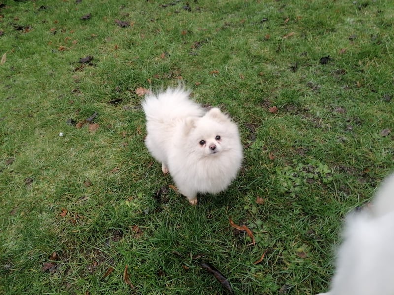 Reinrassige Pomeranian Zwergspitz Welpen