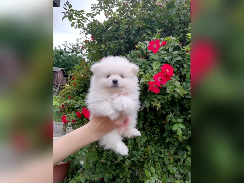 Reinrassige Pomeranian Zwergspitz Welpen