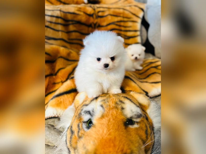 Zuckersüße Zwergspitz / Pomeranian Boo Typ Rüden