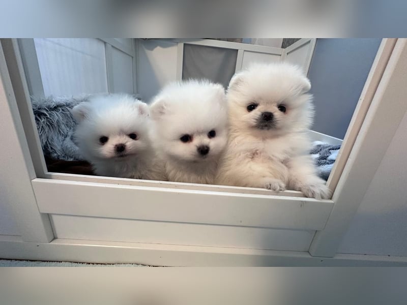 Zuckersüße Zwergspitz / Pomeranian Boo Typ Rüden